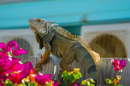 Iguana