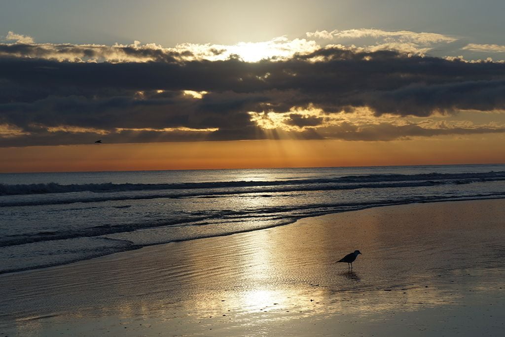 New Smyrna beach shoreline